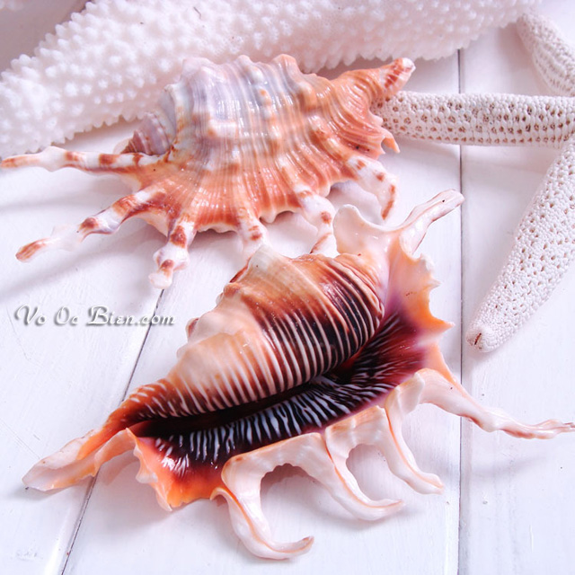 Vỏ ốc bò cạp miệng đen (Scorpion Conch Seashell)