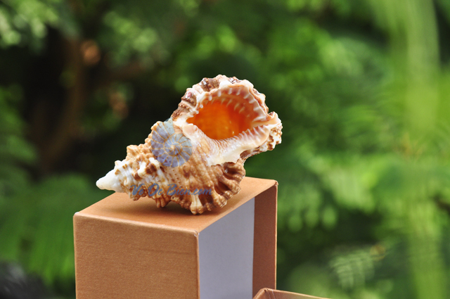 Vỏ ốc gai cam (Bursa Rubeta Shell) - hình chụp tại VoOcBien