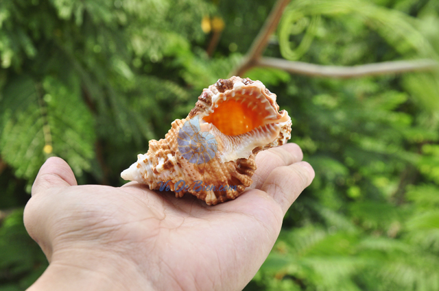 Vỏ ốc gai cam (Bursa Rubeta Shell) - hình chụp tại VoOcBien