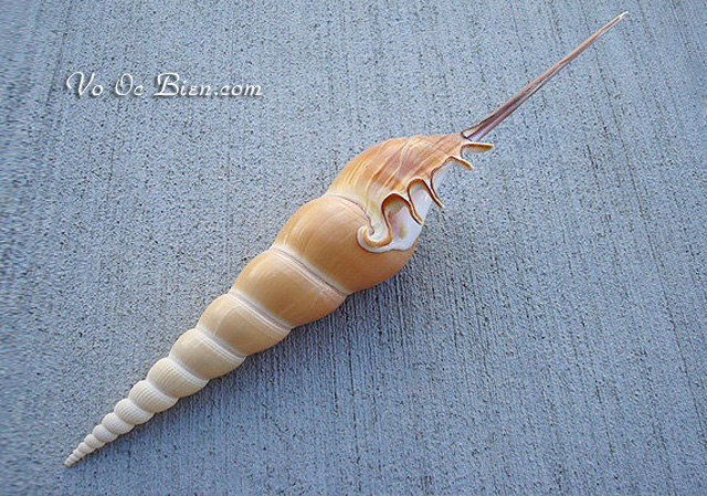 Vỏ ốc ngòi viết dài (Shinbone Shell)