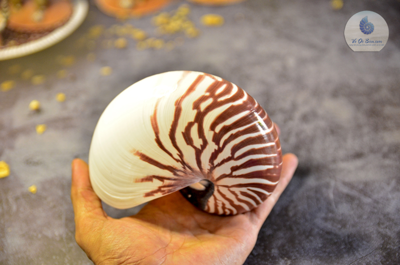 Vỏ ốc mực anh vũ (Chambered Nautilus)