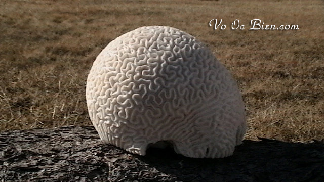 San hô Brain Coral