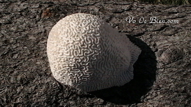 San hô Brain Coral