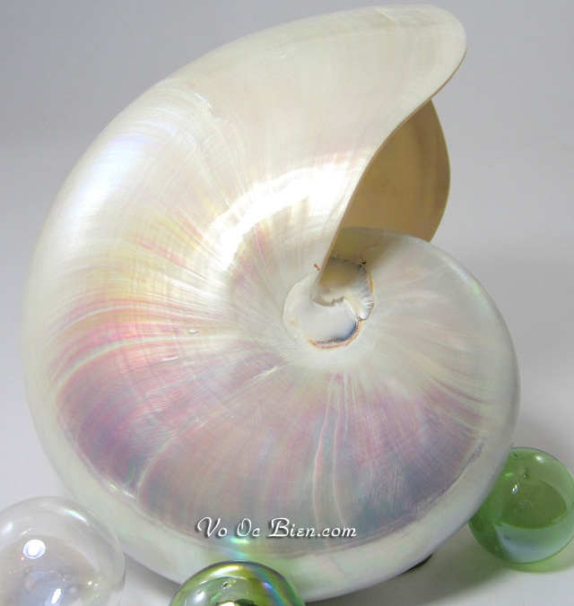 Vỏ ốc anh vũ mài (White Pearl Nautilus Seashell)
