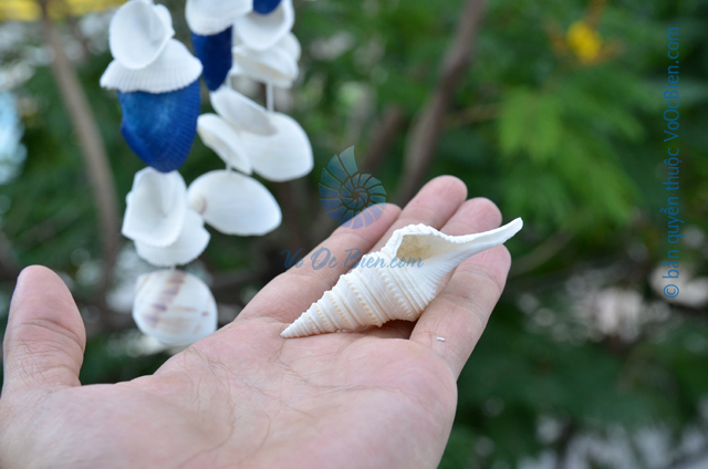 Vỏ ốc con quay trắng (White Spindle Shells) - © bản quyền hình ảnh thuộc VoOcBien