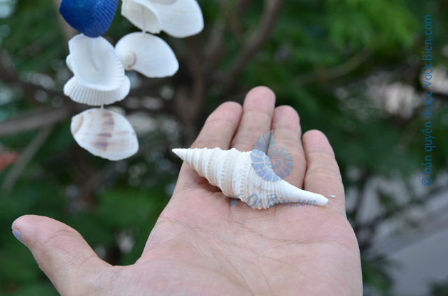 Vỏ ốc con quay trắng (White Spindle Shells) - © bản quyền hình ảnh thuộc VoOcBien