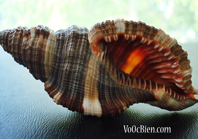 Vỏ ốc Hairy Triton Seashells
