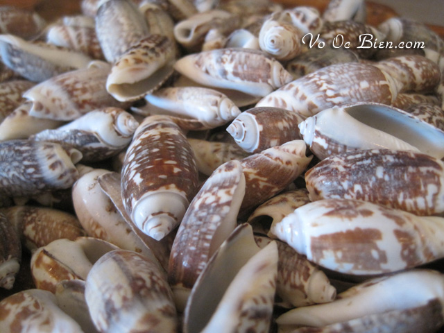 Vỏ ốc Olive Gibbosa (Olive Gibbosa Seashells)