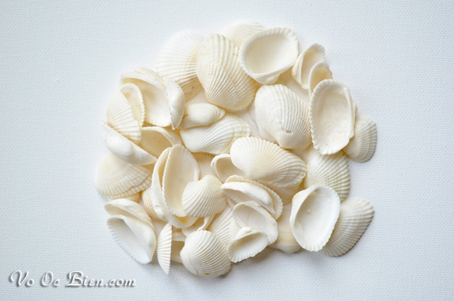 vo-so-long-bulk-seashell (4) copy