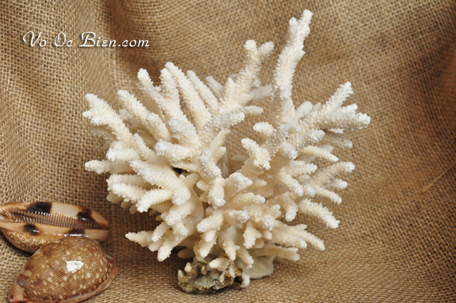 San hô Tree Coral sừng