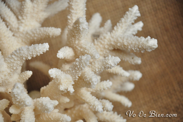 San hô Tree Coral sừng