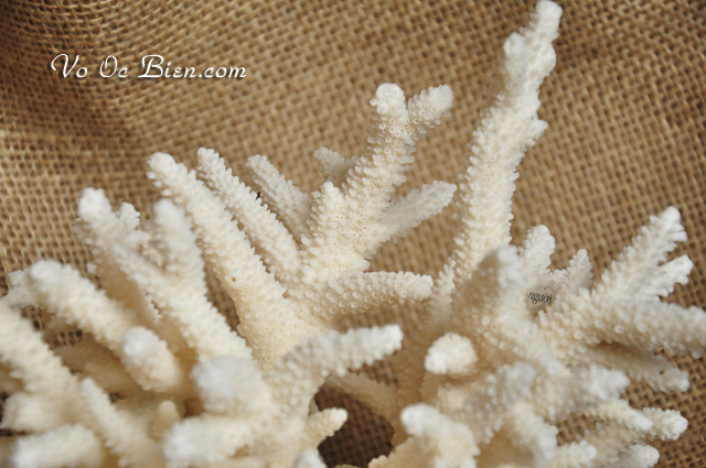 San hô Tree Coral sừng