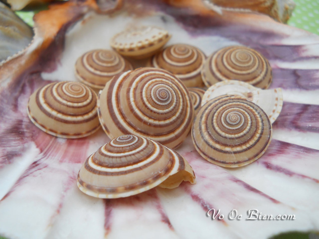 Vỏ ốc mặt trời (brown & white sundial seashells)
