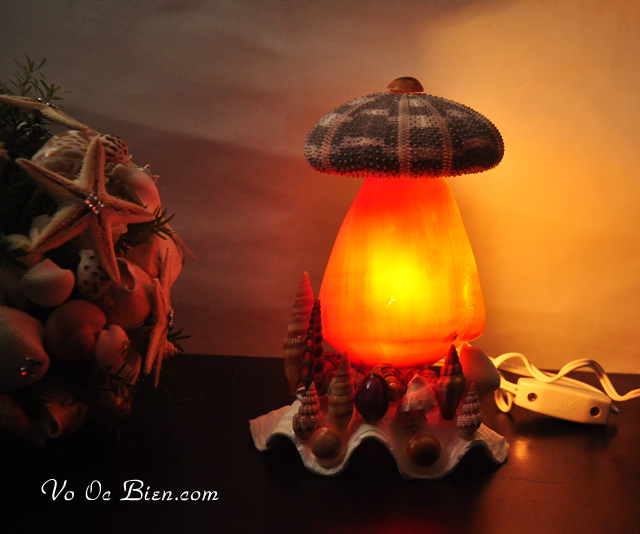 Đèn ngủ vỏ ốc sọ dừa & 1 nhum biển ĐN07