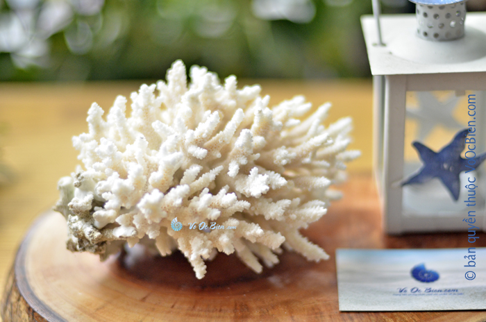 San hô Table Coral