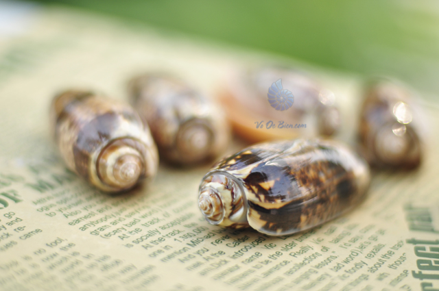 vo-oc-olive-snails-mieng-cam-orange-mouth-olive-snails (3)