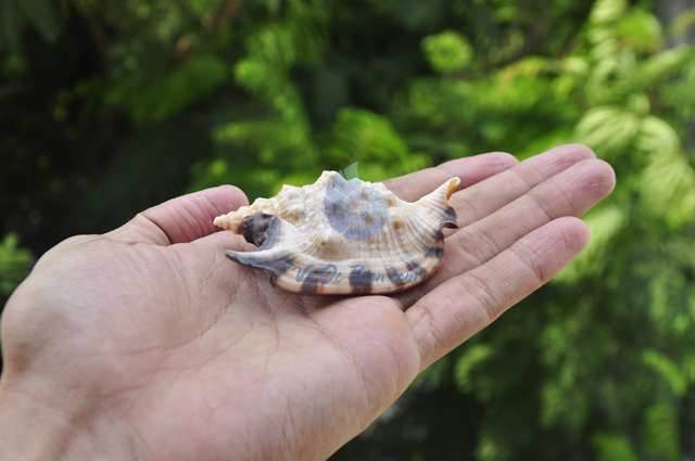 Vỏ ốc nhảy Bulla ( Strombus Bulla Seashell) - hình chụp tại VoOcBien