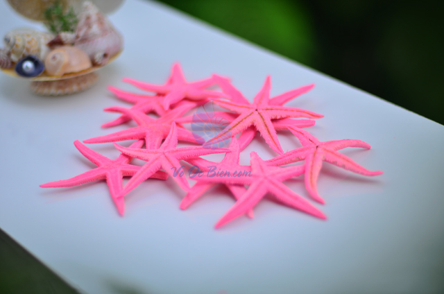 Sao biển nhỏ màu hồng (Pink Mini Starfish) - hình chụp tại VoOcBien