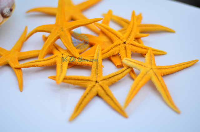 Sao biển nhí màu vàng (Yellow Mini Starfish)
