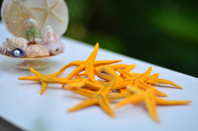 Sao biển nhỏ màu vàng (Yellow Mini Starfish) - hình chụp tại VoOcBien