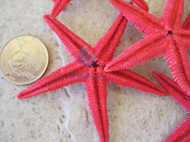 Sao biển nhỏ nhuộm đỏ (Red Mini Starfish)