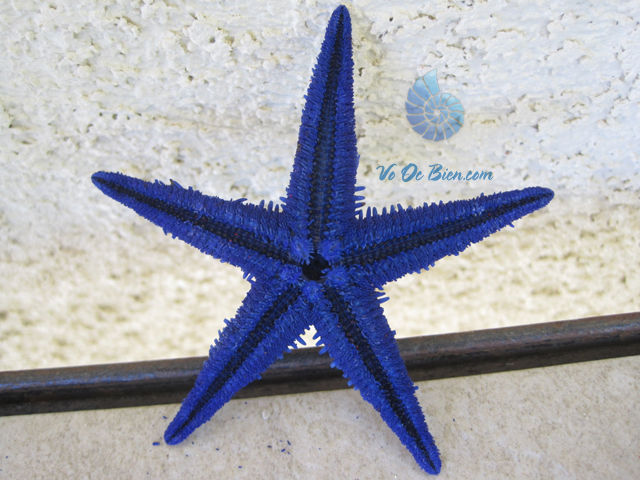 Sao biển nhỏ nhuộm xanh (Blue Mini Starfish)