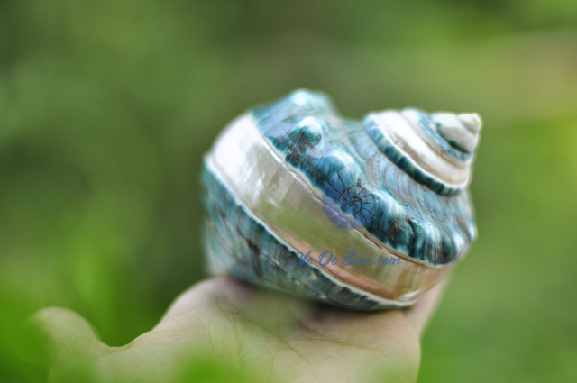 Vỏ ốc khảm xanh nhỏ kẻ vạch (Pearl Banded Green Snail Shell) - hình chụp tại VoOcBien