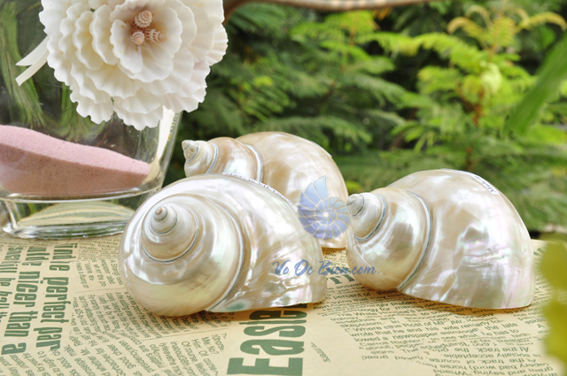 Vỏ ốc khảm xanh nhỏ mài xà cừ (Polished Pearled Green Snail Shell) - hình chụp tại VoOcBien