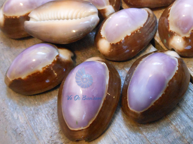 Vỏ ốc nga cà phê tím (Purple Cowrie Seashells)