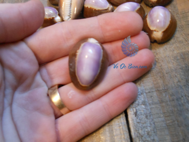 Vỏ ốc nga cà phê tím (Purple Cowrie Seashells)
