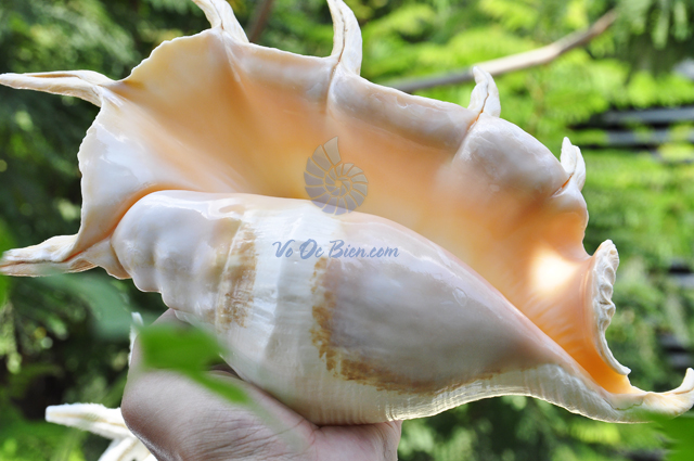 Vỏ ốc tai bẹ trắng lớn (Lambis Truncata Seashell) - hình chụp tại VoOcBien