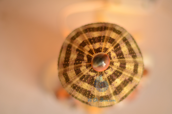 Đèn ngủ vỏ ốc cối da trăn & 1 nhum biển ĐN18 - hình chụp tại VoOcBien