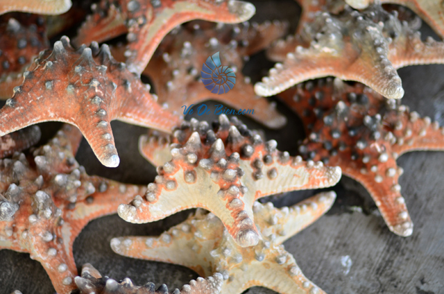 Sao biển đỏ gai (Red Starfish) - hình chụp tại VoOcBien
