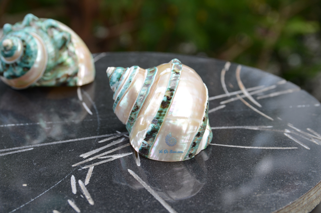Vỏ ốc khảm xanh nhỏ kẻ vạch mảnh (Pearl Banded Green Snail Shell) - © bản quyền hình chụp tại VoOcBien