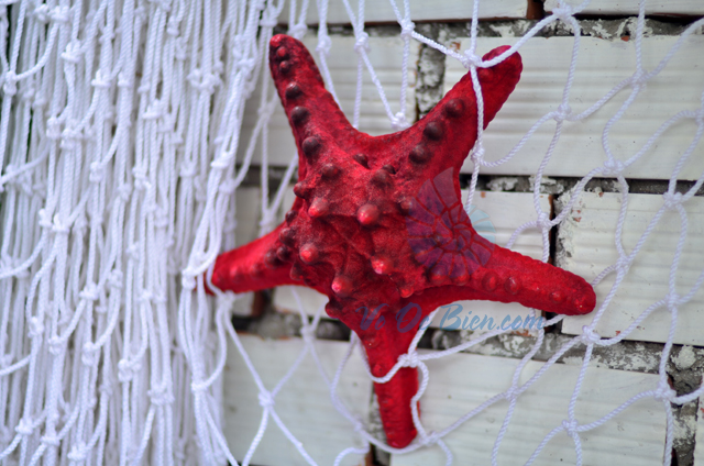 Sao biển gai lớn màu đỏ - © bản quyền hình chụp tại VoOcBien