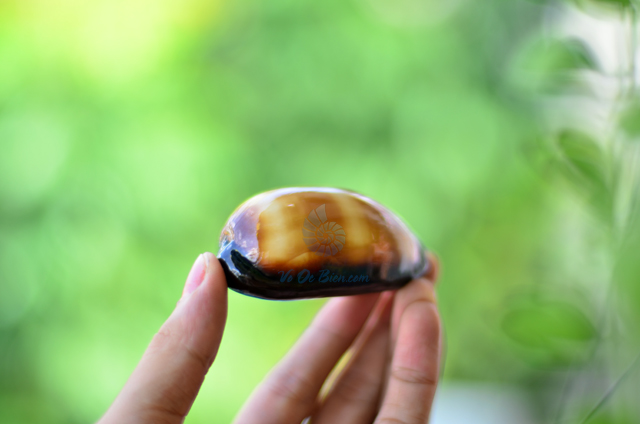 Vỏ ốc Chocolate (talparia talpa shell) - © bản quyền hình ảnh thuộc VoOcBien.com
