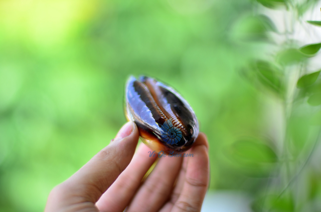 Vỏ ốc Chocolate (talparia talpa shell) - © bản quyền hình ảnh thuộc VoOcBien.com
