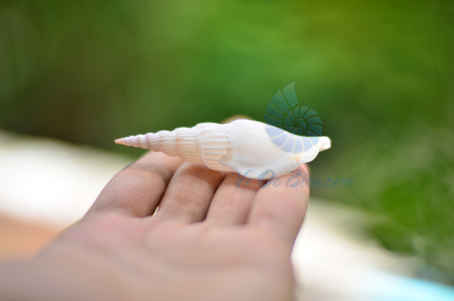 Vỏ ốc nhảy đuôi dài trắng - © bản quyền hình chụp tại VoOcBien
