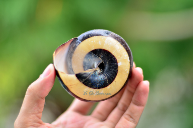 Vỏ ốc sên tròn lớn vàng sọc đen Polymita Picta - © bản quyền hình chụp tại VoOcBien