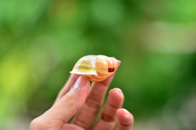 Vỏ ốc sên vàng sọc nâu đen (Land Snail Shell) - © bản quyền hình chụp tại VoOcBien