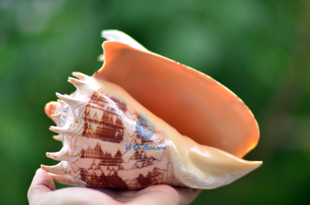 Vỏ ốc sọ dừa mũ vua (Imperial Volute Shells) - © bản quyền hình chụp tại VoOcBien