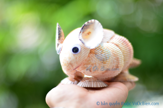 Chuột hamster vỏ sò ốc QLN_17 - © bản quyền hình ảnh thuộc VoOcBien.com