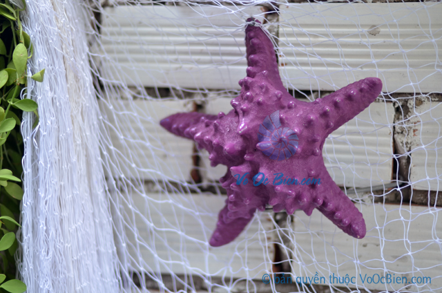 Sao biển gai lớn màu tím violet - © bản quyền hình chụp tại VoOcBien.com