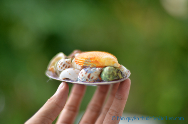 Gói vỏ sò ốc đủ loại đế trai đen - © bản quyền hình ảnh thuộc VoOcBien.com