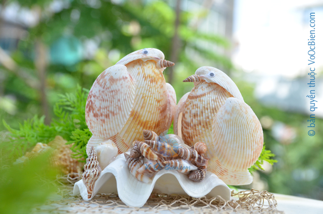 Cặp chim vỏ sò dương QLN_20 - © bản quyền hình ảnh thuộc VoOcBien.com