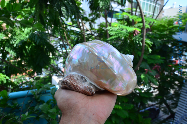 Vỏ ốc khảm xanh trung mài xà cừ