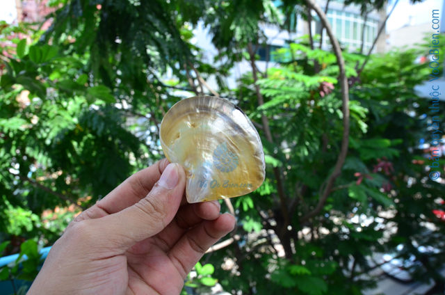 Vỏ trai sáp vàng đen mài xà cừ