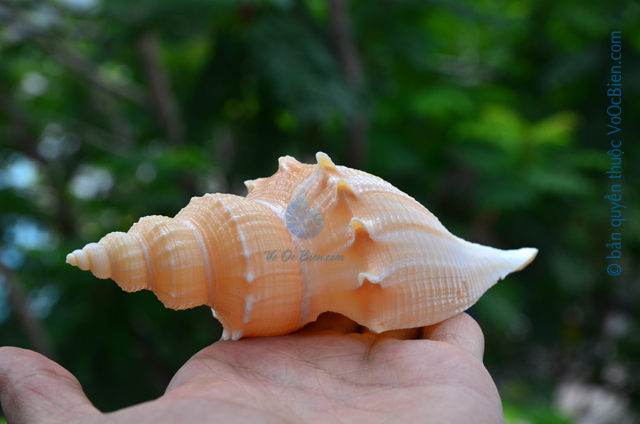 Vỏ ốc mỏ vịt gai (Hemifusus kawamurai shell)