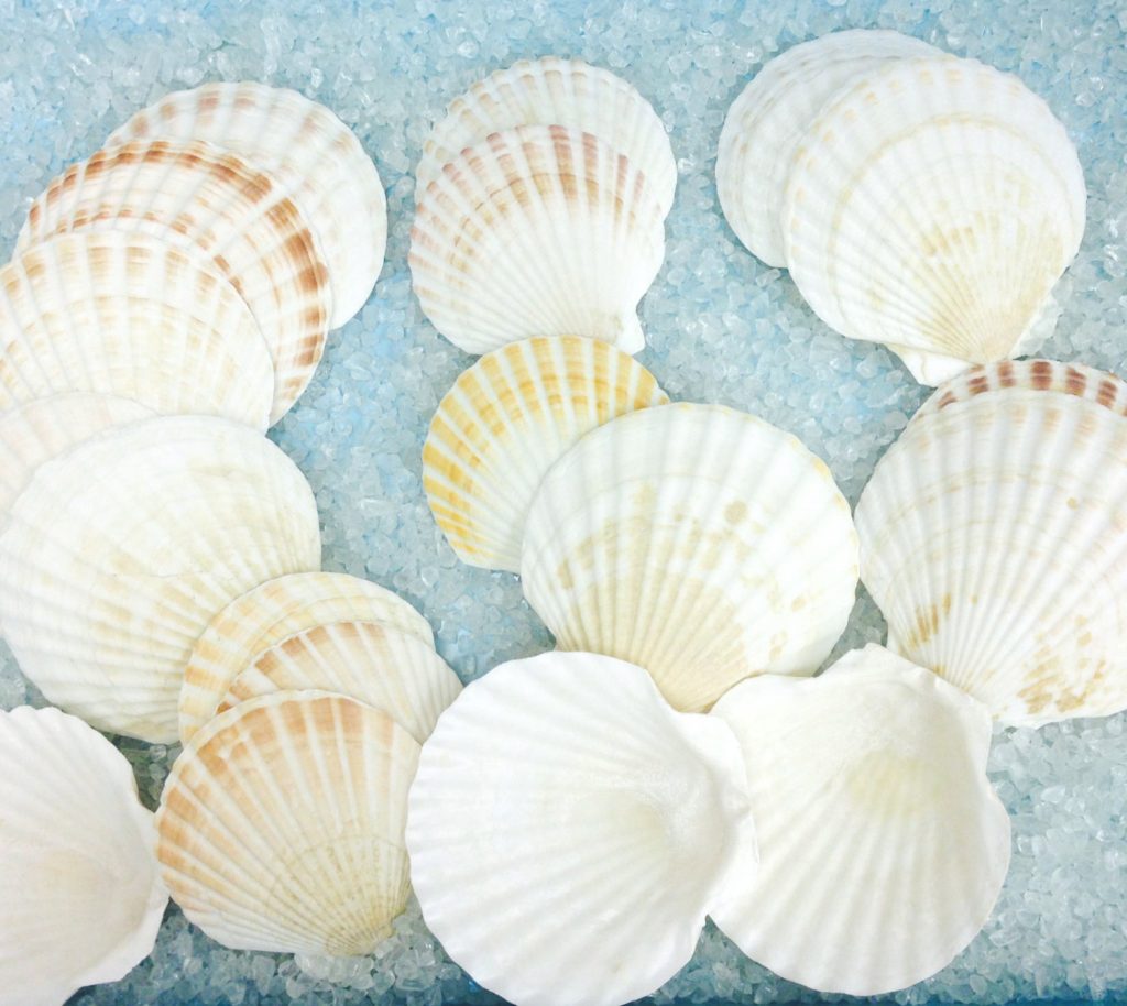 Vỏ sò điệp trắng nâu lớn (Irish Deep Shell)