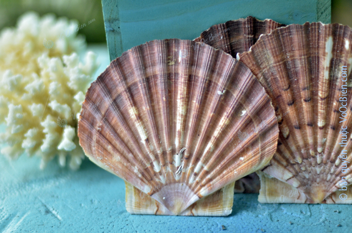 Vỏ sò điệp quạt Mexico (Mexican Flats Seashell)